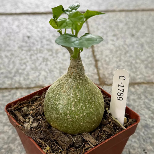 1 pezzo gerrardanthus - 5-6,