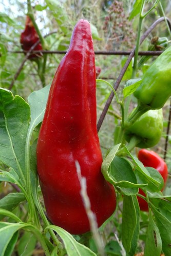 Aji mirasol colorado - aji,
