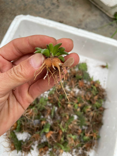 Pezzo cm cactus bulbo - pezzo, 1,5